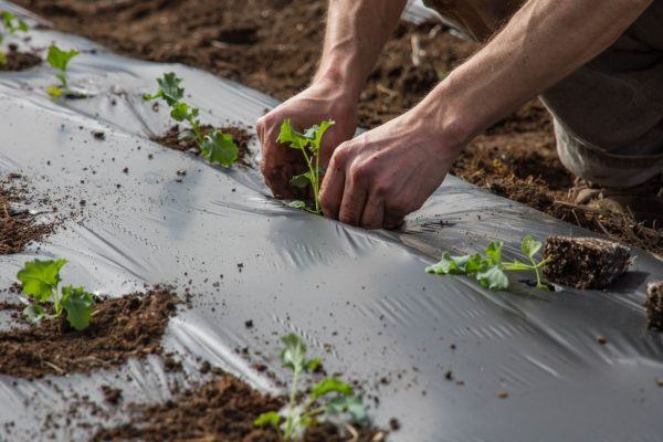 Growing Food, Growing Community Project