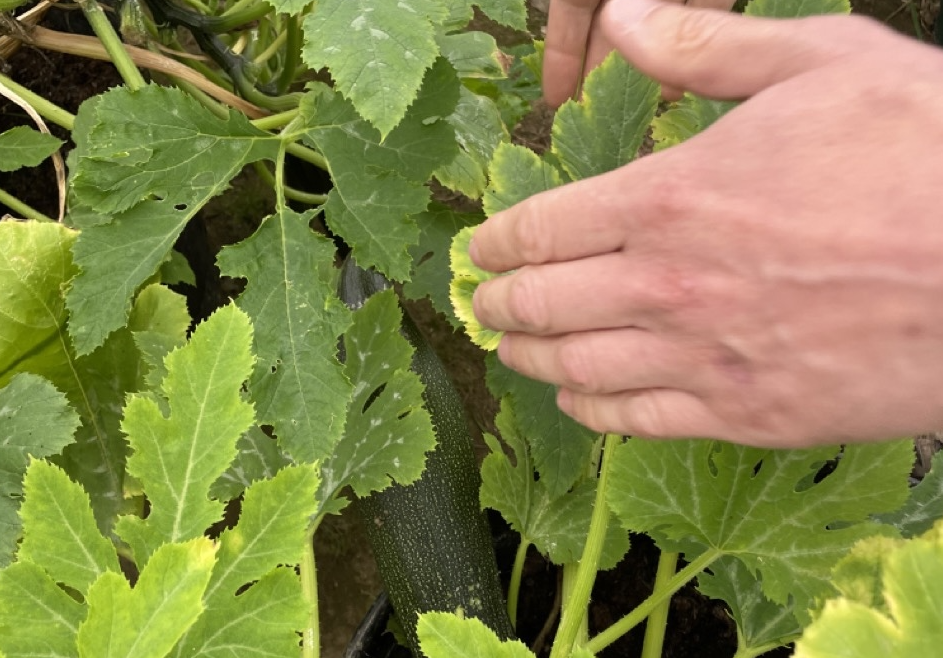 Dig In and Grow: Acorn Farm’s ‘I Can Grow’ Programme Returns for 2026! 